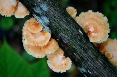 Shell Fungi Growing on Old Hickory Log tb0511thx.jpg
