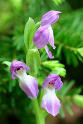 Showy Orchis with Violet Bottoms v tb0511rir.jpg