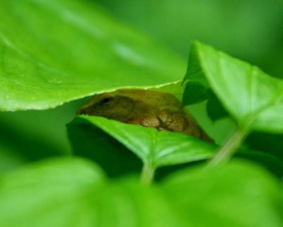 Tree Frog Hiding Under Serious Cover tb0510tkr.jpg