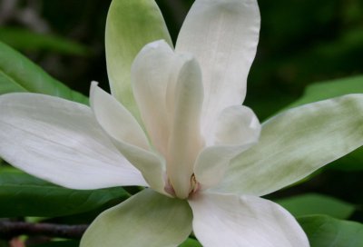 Snow White Magnolia Bloom in WV Woods tb0511rgx.jpg
