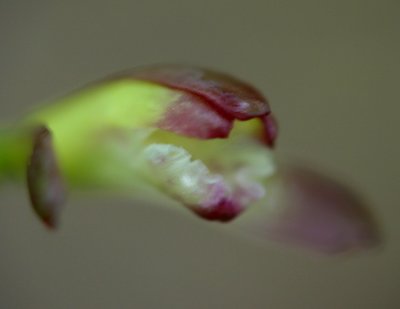 Applectrum Bloom in West Virginia Mtns tb0511tmx.jpg