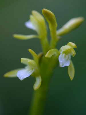 Early Blooming Trifida Orchid Cranberry Glades tb0511idr.jpg
