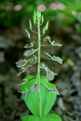 Blooming Lilifola Orchid in Isolated Woods v tb0511rwr.jpg