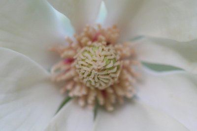 Bright  White Magnificent Magnolia Bloom tb0511tjr.jpg