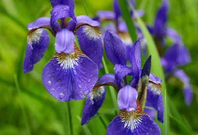Blue Flag Irises after Spring Showers tb0511ijr.jpg