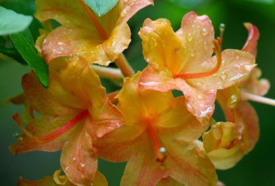 Rain Soaked Flame Azalea Flowers in Mtns tb0511ikr.jpg