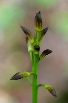 Applectrum Orchid Displaying Early Buds v tb0511tix.jpg