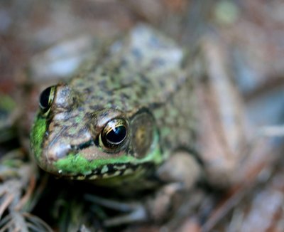 Woodland Green Frog in Cranberry Glades tb0611iqr.jpg