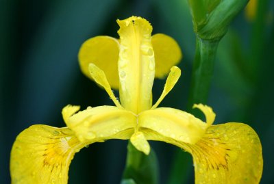 Yellow Iris Crouching after Spring Showers tb0511idr.jpg