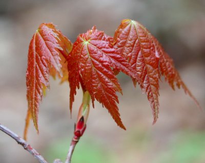 New Red Maple Leaf Cluster in Appalachia tb0611itr.jpg