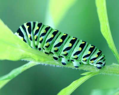 Colorful Caterpillar Browsing on Day Run Foliage tb0711dr.jpg