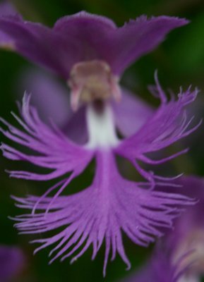 Single Dark Violet Bloom Shriveri Orchid v tb0711gr.jpg