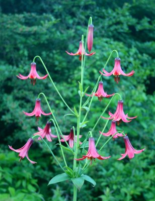 Large Group of Canadian Lillies Beside Scenic Highway v tb0711jr.jpg