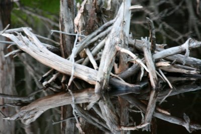 Driftwood Cluster Reflecting on Beaver Pond tb0711mkr.jpg