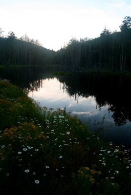 Wildflowers and Sky Reflection on Hills Creek Pond v tb0711ir.jpg