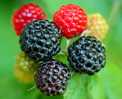 Bright Ripe Raspberries in Varying Colors tb0711mdr.jpg