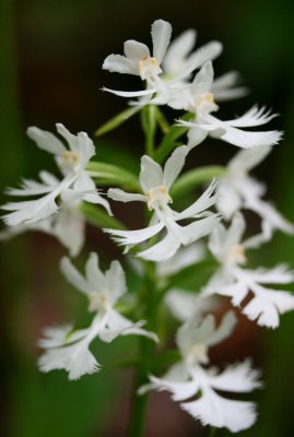 White Grandiflora Orchid in Appalachian Mtns v tb0711mcr.jpg