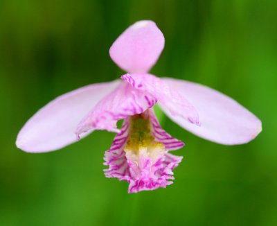 Rose Pogonia Orchid in Cranberry Glades tb0711mkx.jpg