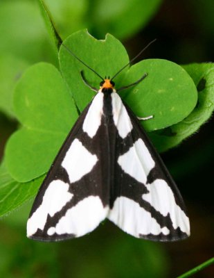 Brown and White Moth with Geographic Markings v tb0711mkr.jpg
