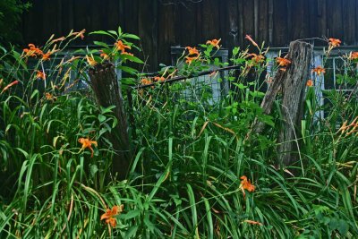 Day Lillies Fronting Rustic Wooden Structure tb0711cgr.jpg