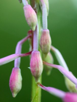 Jumble of Fireweed Buds in Early Bloom Cycle v tb0711mpr.jpg