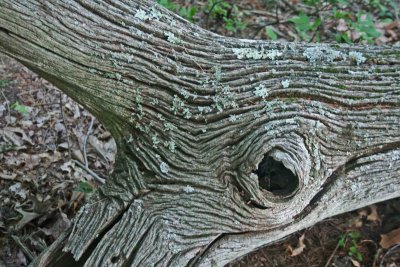 Ancient Forked Chesnut Log Nice Detail tb0711cmr.jpg