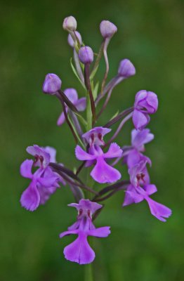 Purple Fringeless Orchid Bud and Bloom v tb0711cm.jpg