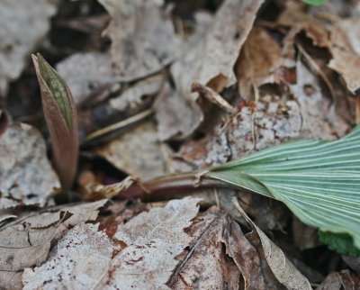 Aplectrum Orchid Old Leaf and New Bud tb0711dbr.jpg