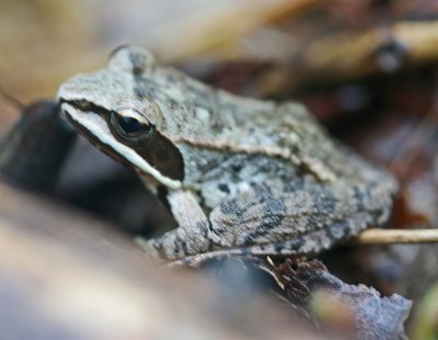 Masked Woodland Frog Blending in Leaves tb0711dcr.jpg