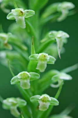 Close-up Pale Green Orchid Blooms in National Forest v tb0711der.jpg