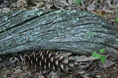 Chesnut Wood and Pine Cone Greenbrier Valley tb0711dgr.jpg