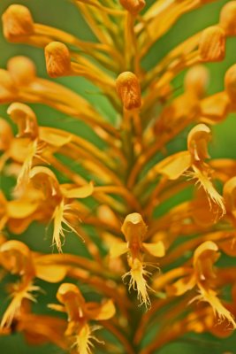 Yellow Fringed Orchid Buds abd Blooms v tb0711dir.jpg