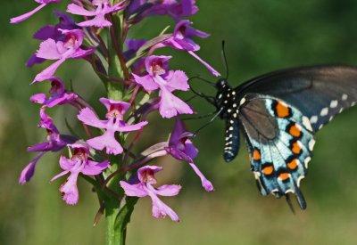 Pipevine Swallowtail on Large Purple Fringrless tb0711dhr.jpg