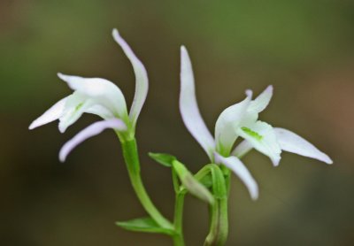Twin Pale Three Birds Orchids In Mtn Woods tb0711edr.jpg