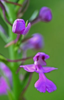 Purple Fringeless Orchid Tight Bud and Bloom v tb0711dlr.jpg