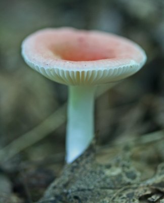 Pink and White Mushroom in Appalachian Mtns v tb0811far.jpg