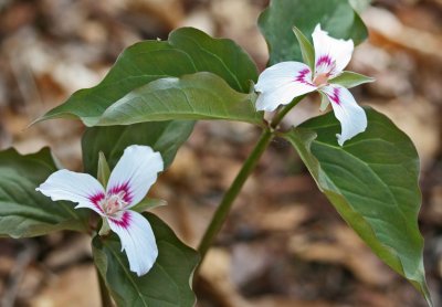 Twin Painted Trilliums in National Forest tb0711czr.jpg