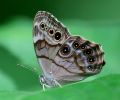 Pearly Eye Butterfly in WV Woodlot tb0711mhr.jpg
