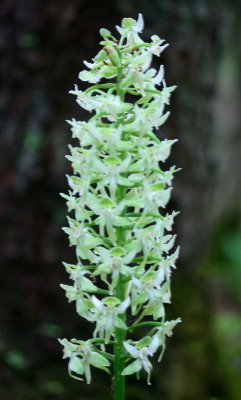 Tall Greenish White Orbiculata Orchid in WV Woods v tb0711fr.jpg