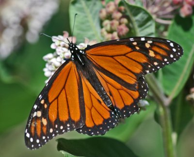 Monarch Butterfly Browsing Milk Weed Blooms tb0811fjr.jpg
