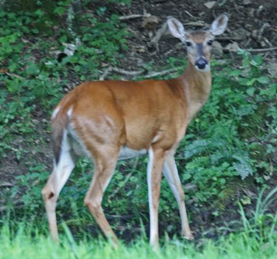 Whitetail Deer in Monongahela National Forest tb0811flr.jpg