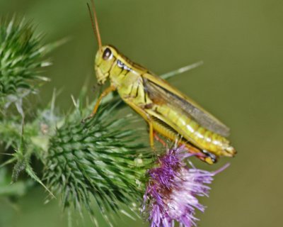 Large Grasshopper Browsing Pasture Thistle tb0811fmr.jpg