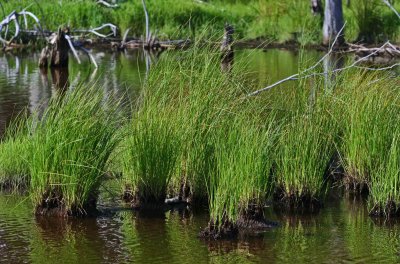 Marsh Grass and Seasoned Wood in Hills Creek Pond tb0811gbr.jpg