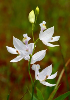 Pure White Calopogon Orchid Cranberry Glades v tb0711fx.jpg