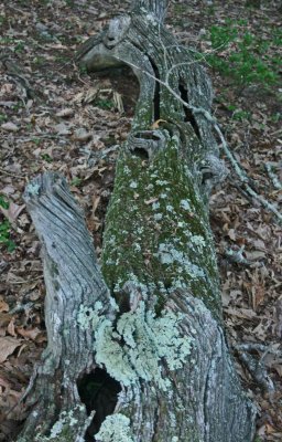 Knarly Aged Chesnut Log in Mtn Woods v tb0811fdx.jpg