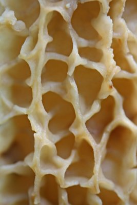Morel Mushroom Honey-Combed Shell v tb081fxl.jpg