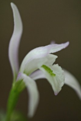 Single White Three Birds Orchid Blooming v tb0811fkx.jpg