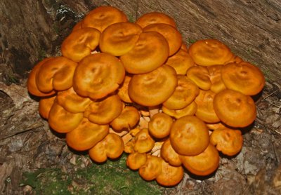 Nice Cluster Fluorescent Orange Mushrooms by Stump tb0811frr.jpg