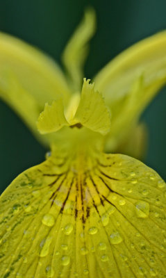 Yellow Iris Vertical Cross Section with Raindrops vb tb0811fhr.jpg