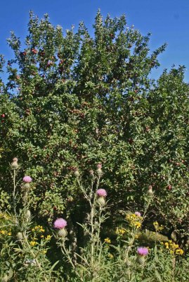 Red Apple Tree and Pasture Thistle Blooming v tb0811hir.jpg
